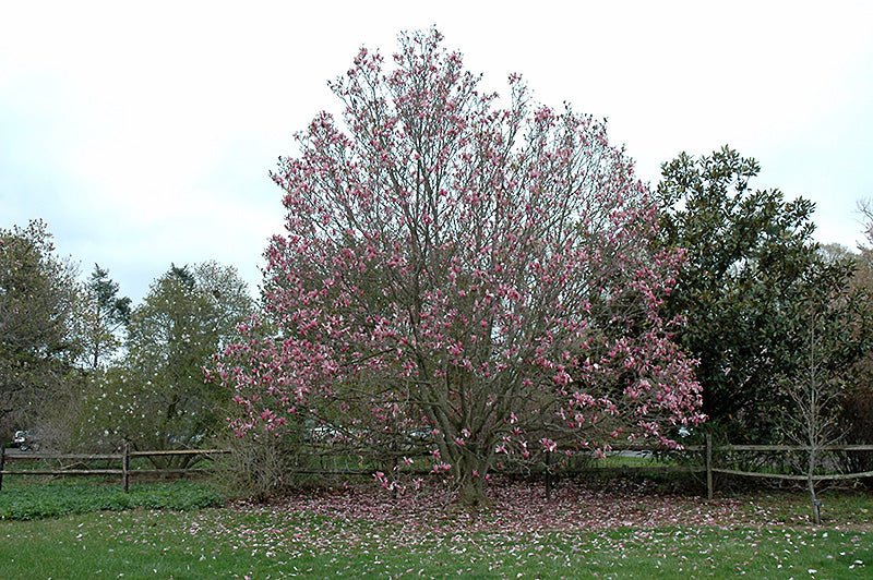 Magnolia Galaxy - Ladybird Nursery