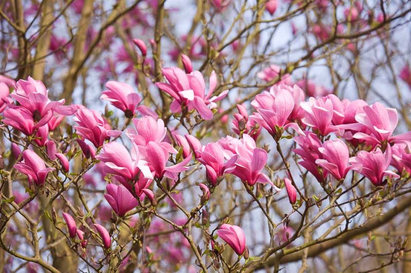 Magnolia Galaxy - Ladybird Nursery