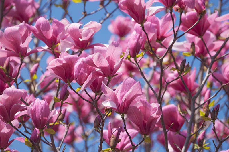 Magnolia Galaxy - Ladybird Nursery