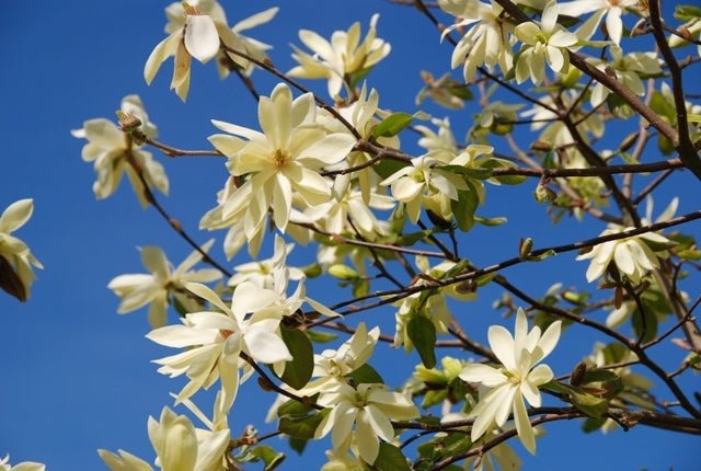 Magnolia Gold Star (Magnolia stellata) - Ladybird Nursery