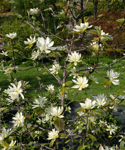 Magnolia Gold Star (Magnolia stellata)