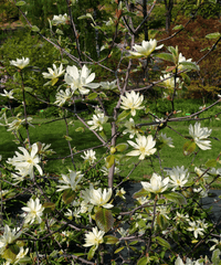 Magnolia Gold Star (Magnolia stellata) - Ladybird Nursery