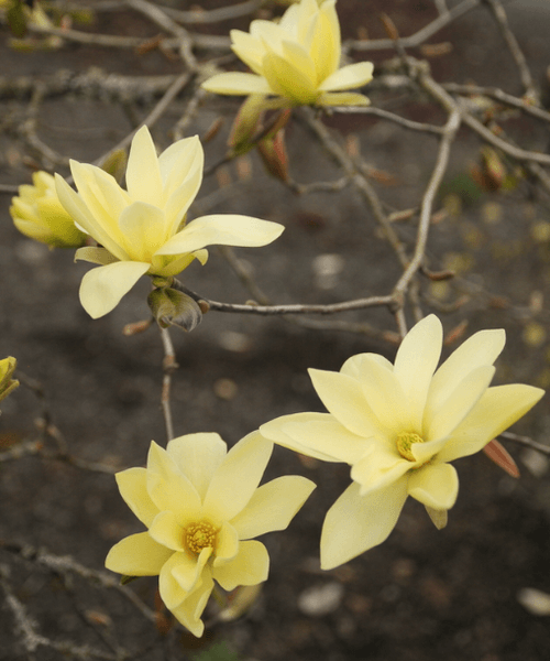 Magnolia Gold Star (Magnolia stellata) - Ladybird Nursery