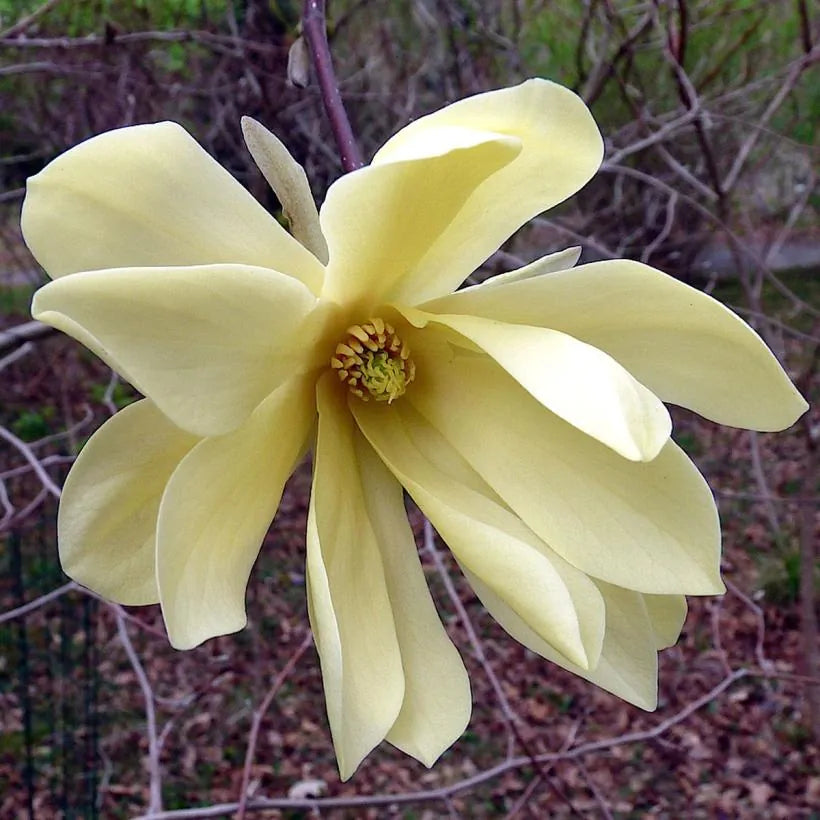 Magnolia Gold Star (Magnolia stellata)