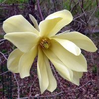 Magnolia Gold Star (Magnolia stellata)