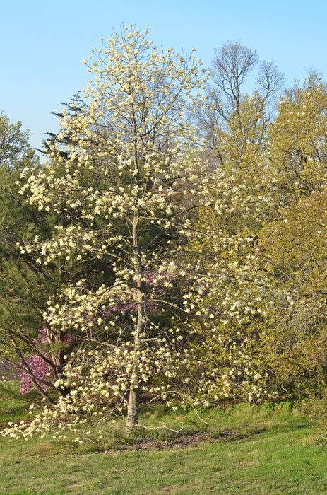 Magnolia Gold Star (Magnolia stellata)