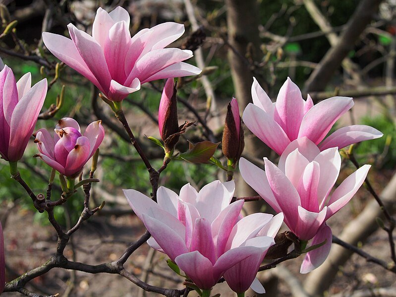 Magnolia Heaven Scent - Ladybird Nursery