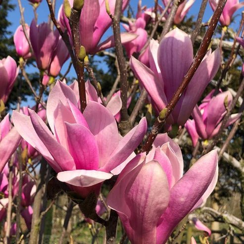 Magnolia Heaven Scent - Ladybird Nursery