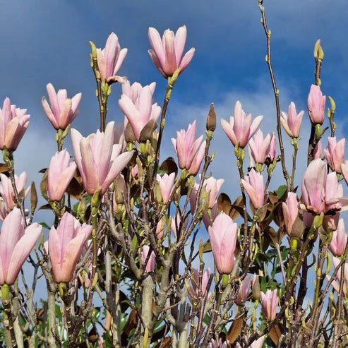 Magnolia Heaven Scent - Ladybird Nursery
