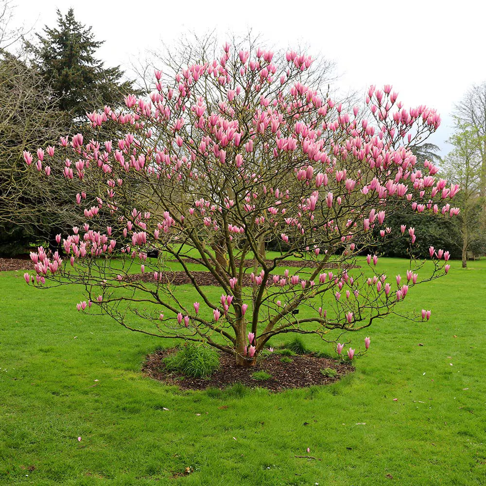 Magnolia Heaven Scent