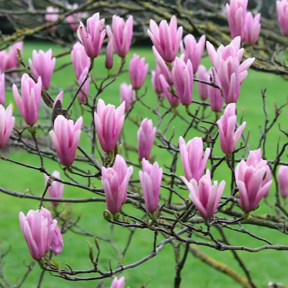 Magnolia Heaven Scent - Ladybird Nursery