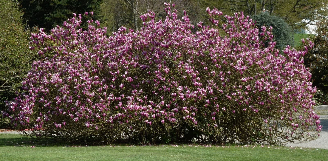 Magnolia Holland Red (Magnolia Iiliiflora) - Ladybird Nursery