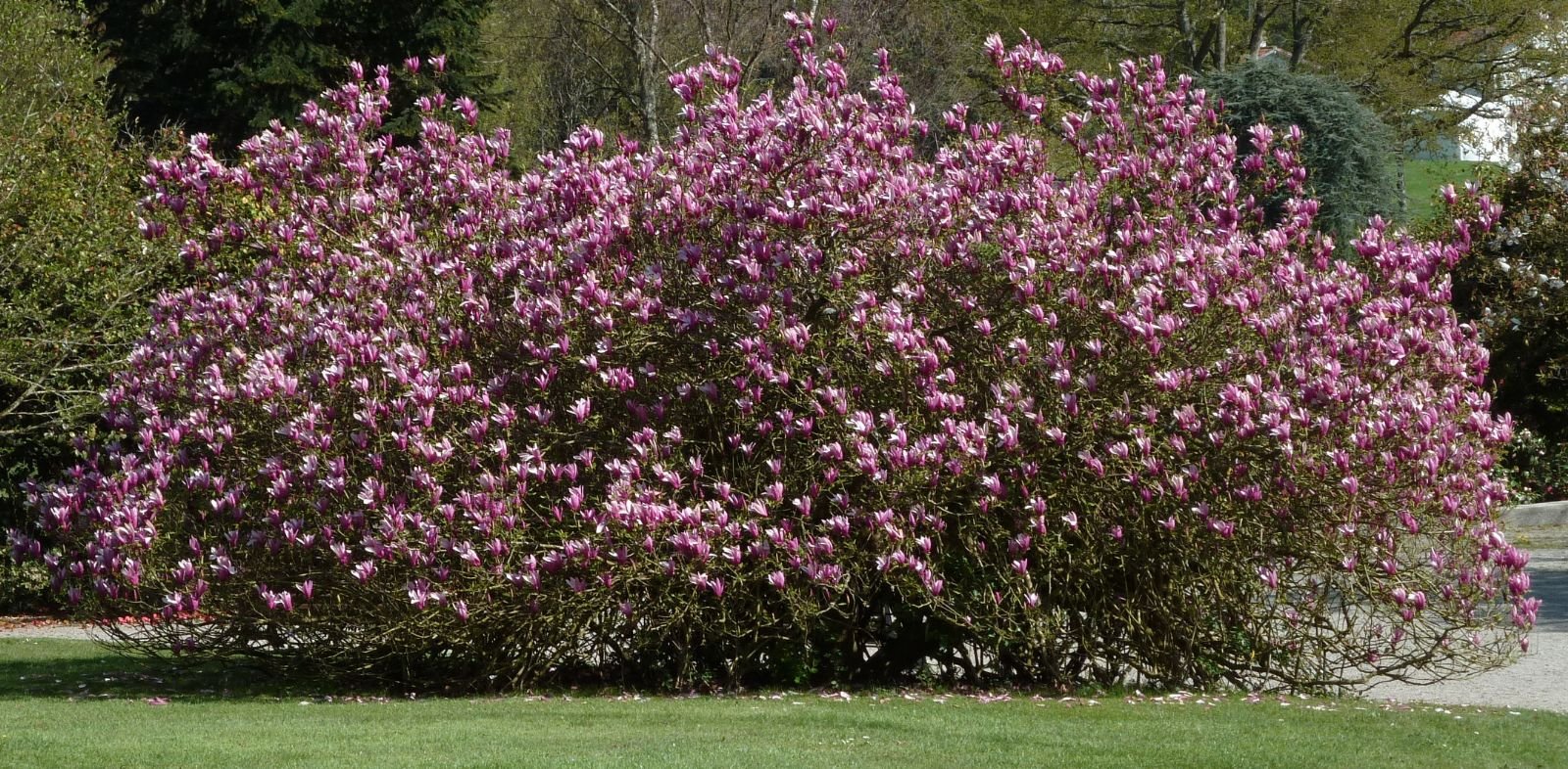 Magnolia Holland Red (Magnolia Iiliiflora) - Ladybird Nursery