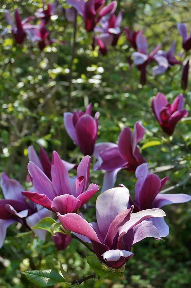 Magnolia Holland Red (Magnolia Iiliiflora) - Ladybird Nursery