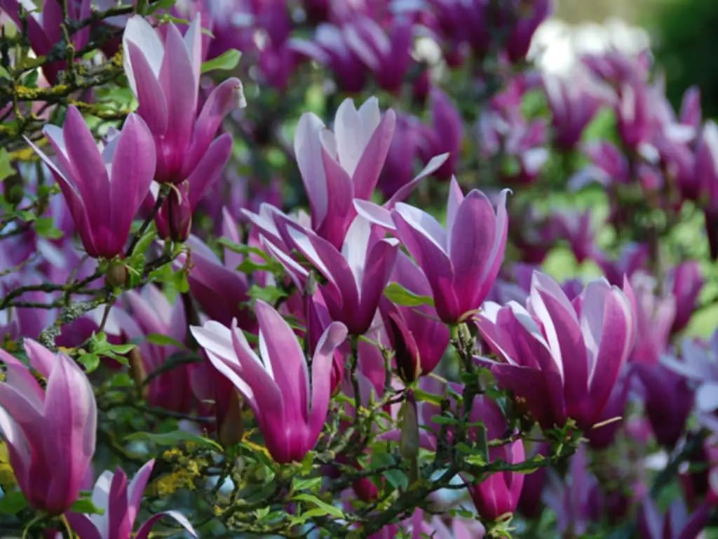 Magnolia Holland Red (Magnolia Iiliiflora) - Ladybird Nursery