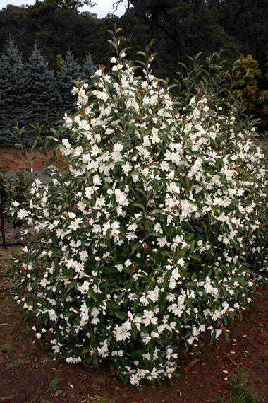 Magnolia Inspiration