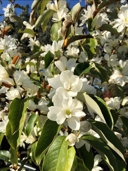 Magnolia Inspiration - Ladybird Nursery