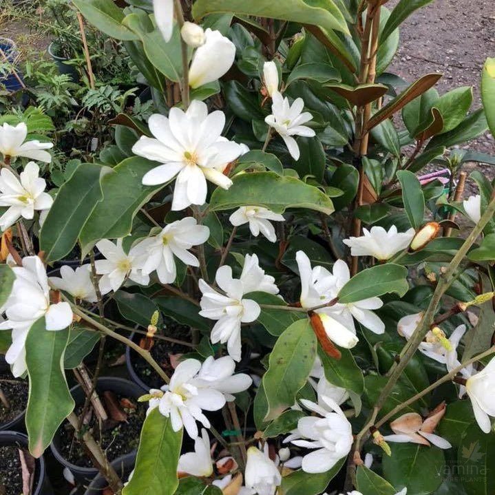 Magnolia Inspiration - Ladybird Nursery