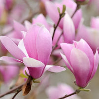 Magnolia Jane - Ladybird Nursery