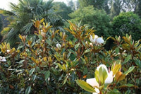 Magnolia Kay Parris (Magnolia grandiflora) - Ladybird Nursery