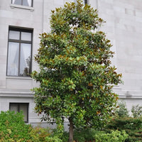 Magnolia Kay Parris (Magnolia grandiflora) - Ladybird Nursery