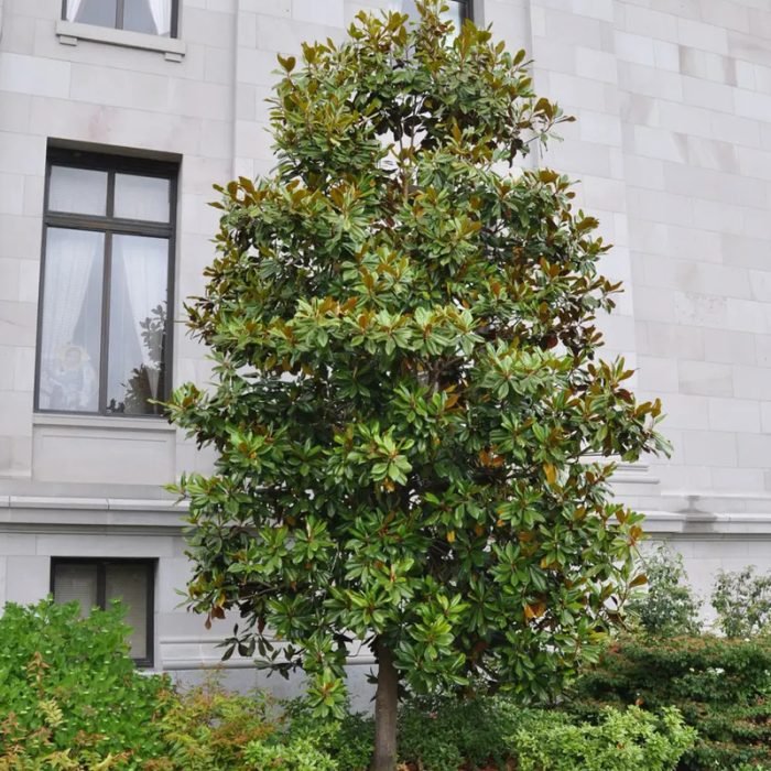 Magnolia Kay Parris (Magnolia grandiflora) - Ladybird Nursery