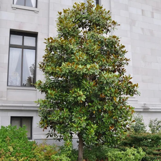 Magnolia Kay Parris (Magnolia grandiflora) - Ladybird Nursery