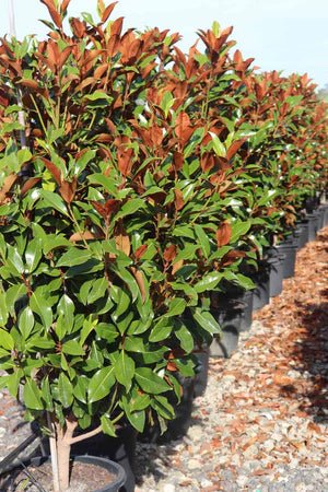 Magnolia Kay Parris (Magnolia grandiflora) - Ladybird Nursery