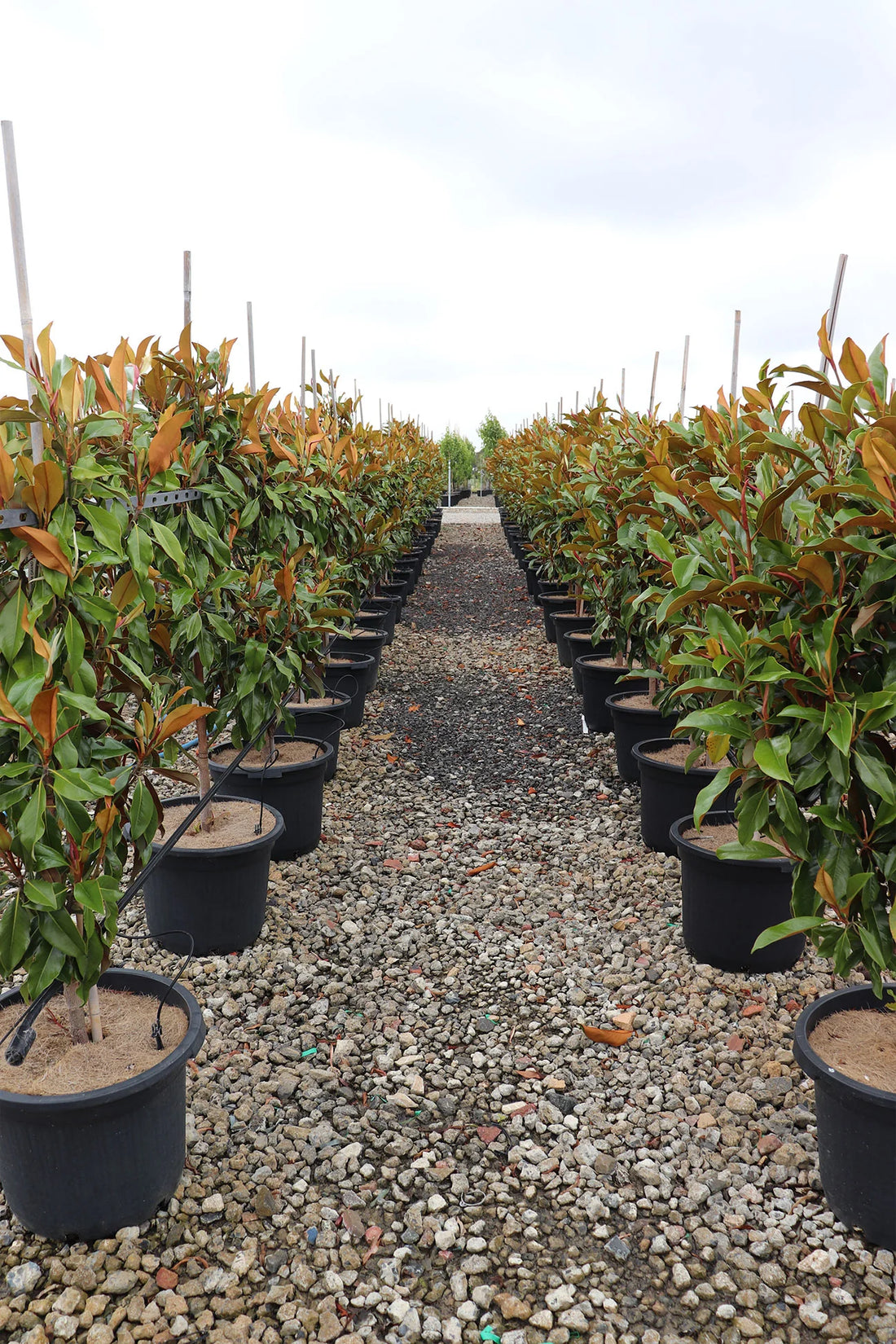 Magnolia Kay Parris (Magnolia grandiflora) - Ladybird Nursery