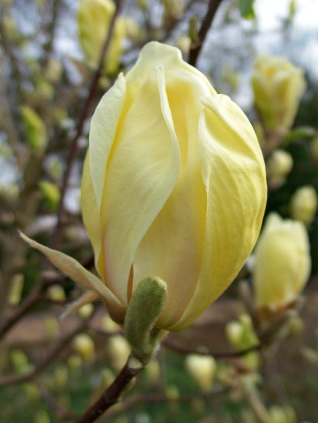 Magnolia Lantern (Magnolia Yellow) - Ladybird Nursery