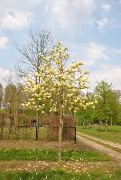 Magnolia Lantern (Magnolia Yellow) - Ladybird Nursery