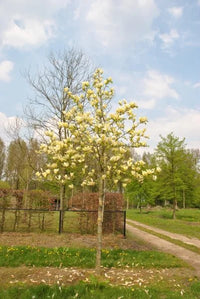 Magnolia Lantern (Magnolia Yellow) - Ladybird Nursery