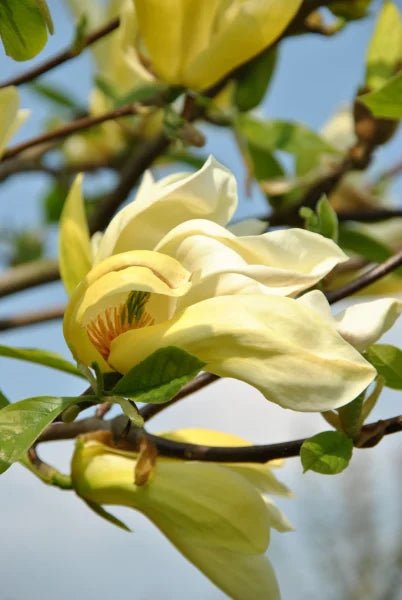 Magnolia Lantern (Magnolia Yellow) - Ladybird Nursery