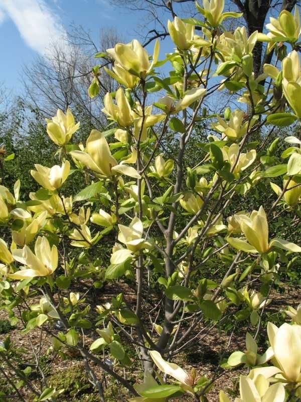 Magnolia Lantern (Magnolia Yellow) - Ladybird Nursery