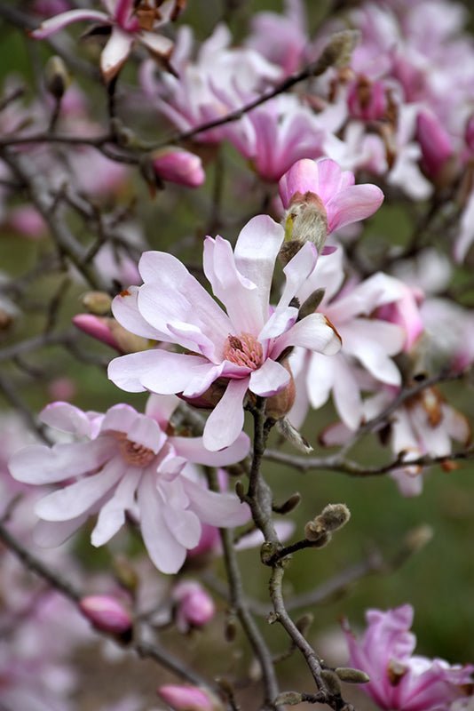 Magnolia Leonard Messel (Magnolia loebneri) - Ladybird Nursery