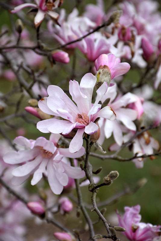 Magnolia Leonard Messel (Magnolia loebneri)