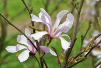 Magnolia Leonard Messel (Magnolia loebneri) - Ladybird Nursery