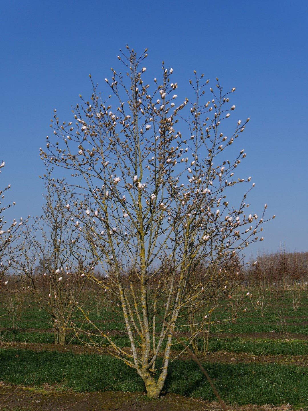 Magnolia Leonard Messel (Magnolia loebneri)