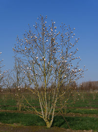 Magnolia Leonard Messel (Magnolia loebneri)