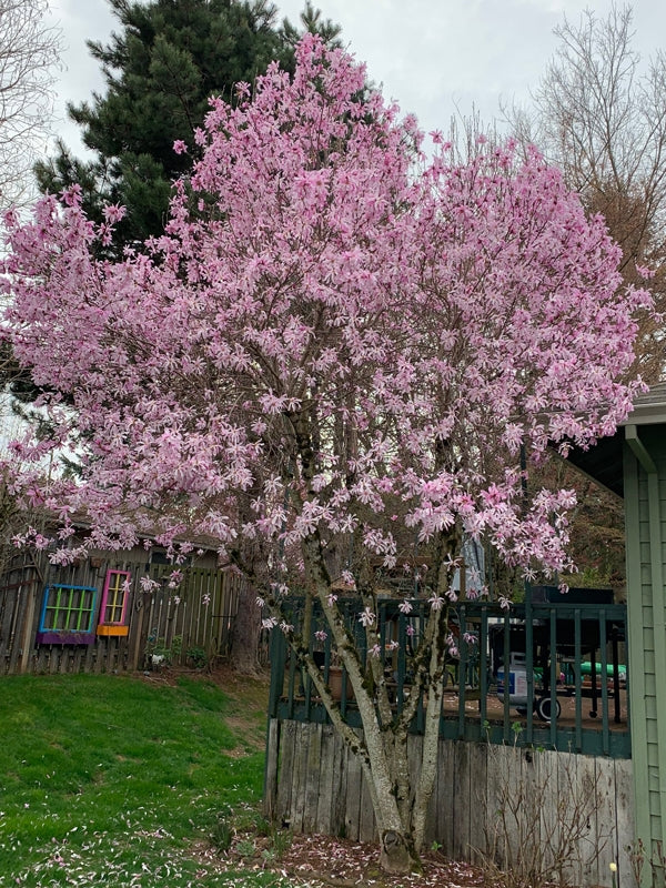 Magnolia Leonard Messel (Magnolia loebneri)
