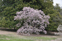 Magnolia Leonard Messell (Magnolia loebneri) - Ladybird Nursery
