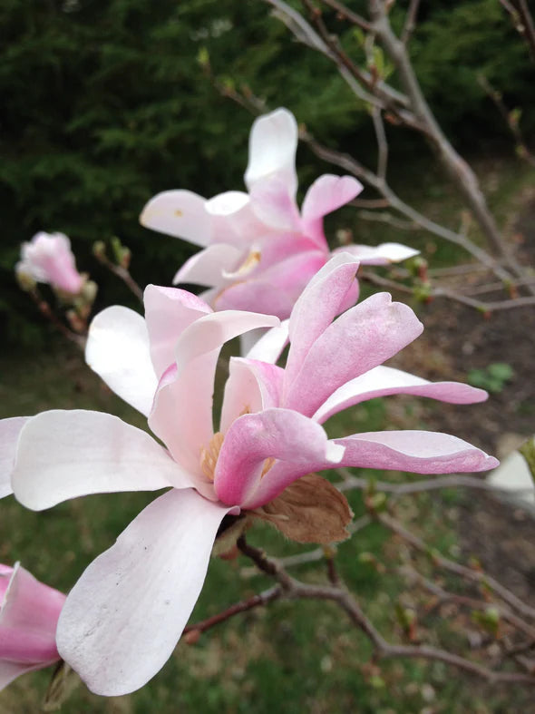 Magnolia Leonard Messell (Magnolia loebneri)