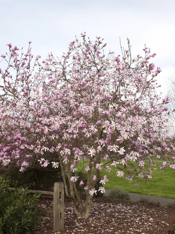 Magnolia Leonard Messell (Magnolia loebneri) - Ladybird Nursery