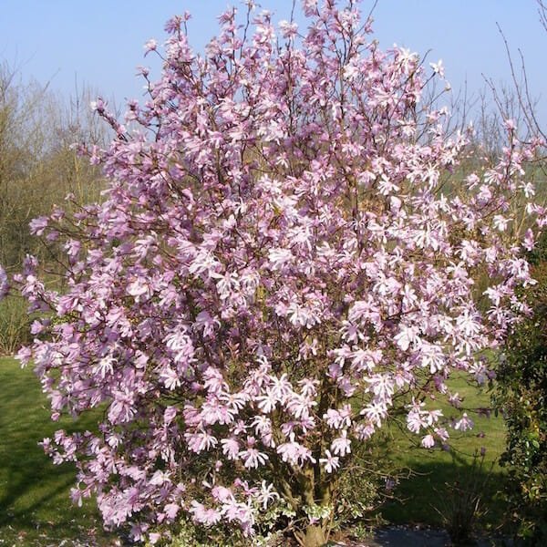 Magnolia Leonard Messell (Magnolia loebneri) - Ladybird Nursery