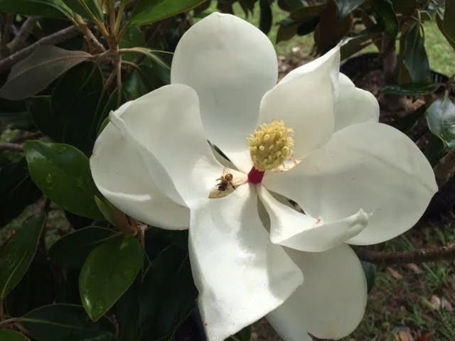 Magnolia Little Gem (Magnolia grandiflora) - Ladybird Nursery