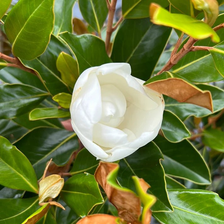 Magnolia Little Gem (Magnolia grandiflora) - Ladybird Nursery