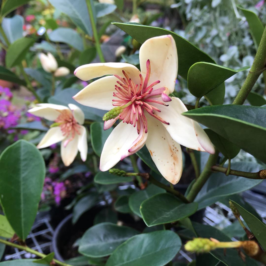 Magnolia Little Sarah