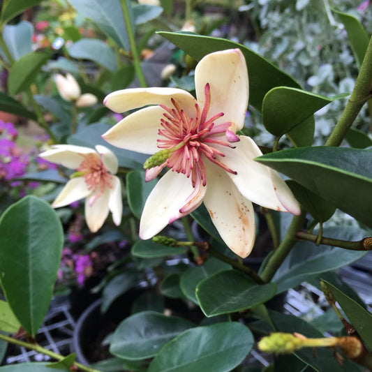 Magnolia Little Sarah