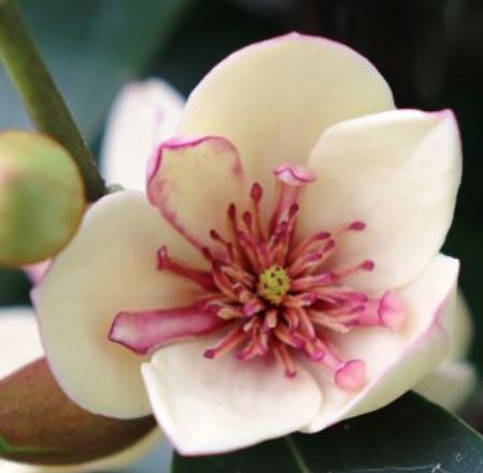 Magnolia Little Sarah