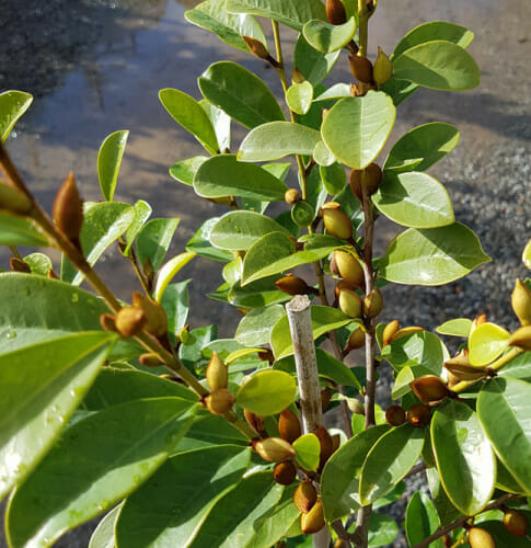 Magnolia Little Sarah